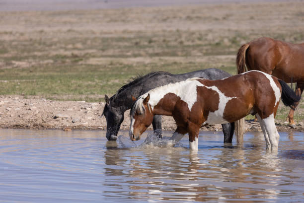 wild horses at a waterhole inthe Utah desert in spring