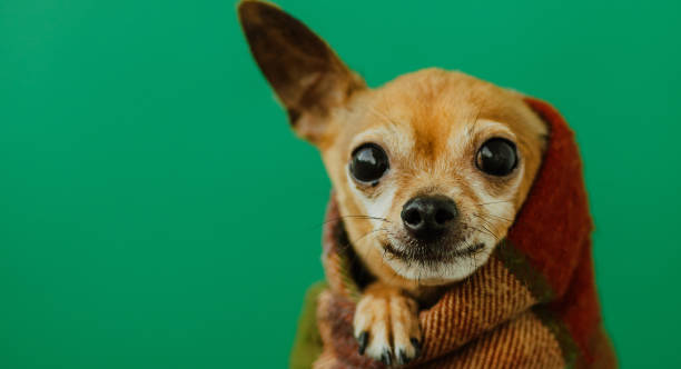 istock the dog wrapped himself in a warm blanket 1340273078
