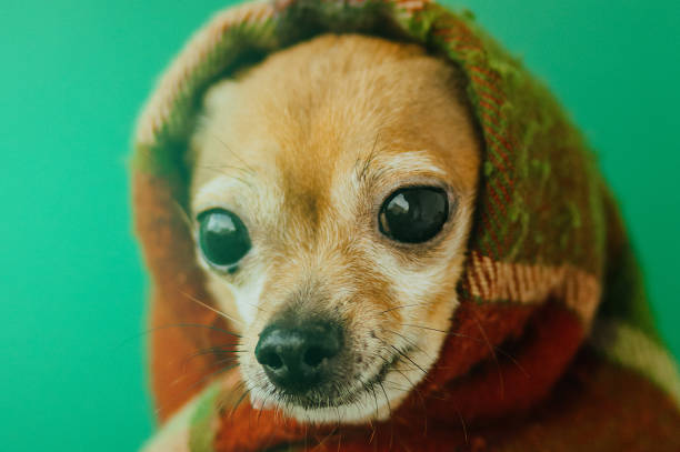 istock the dog wrapped himself in a warm blanket 1340273100