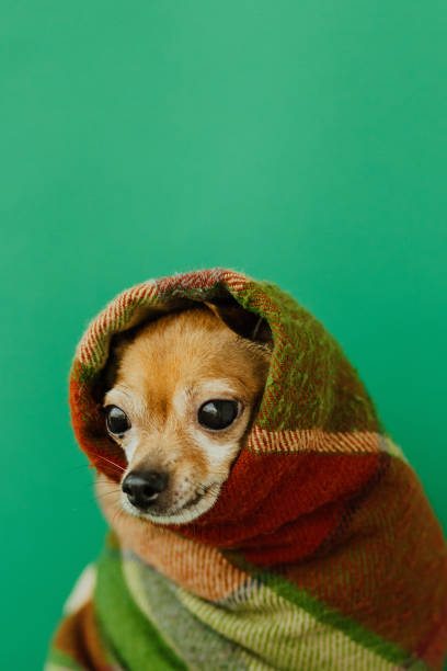istock the angry dog wrapped himself in a warm blanket 1340273120