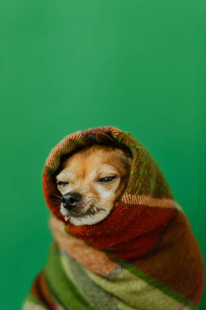 istock the angry dog wrapped himself in a warm blanket 1340273129
