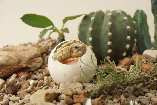 istock Africa spurred tortoise being born,Tortoise Hatching from Egg 1340273152