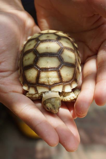 Turtle Hatchlings Emerging from Eggs
