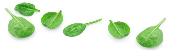 istock Flying Spinach leaves isolated on white background. Spinach leaf Collection. Top view. Flat lay. 1340273246