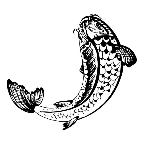 40+ Koi Fish Tattoo Black And White Drawing Illustrations, Royalty-Free  Vector Graphics & Clip Art - Istock