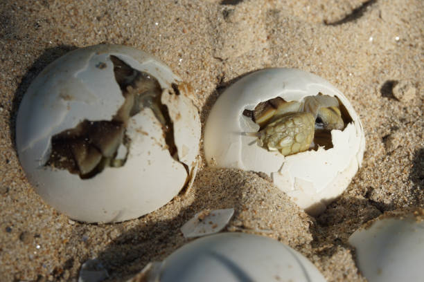 istock Africa spurred tortoise being born,Tortoise Hatching from Egg 1340273654
