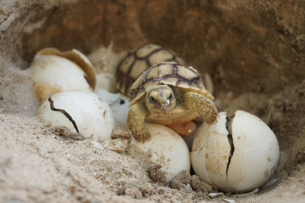 istock Africa spurred tortoise being born,Tortoise Hatching from Egg 1340273655
