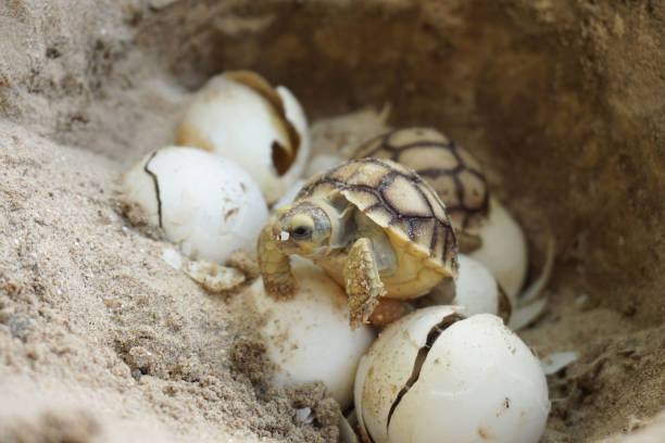istock Africa spurred tortoise being born,Tortoise Hatching from Egg 1340273656