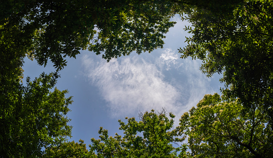 view of the sky between the treetops - blue sky framed by green tree branches