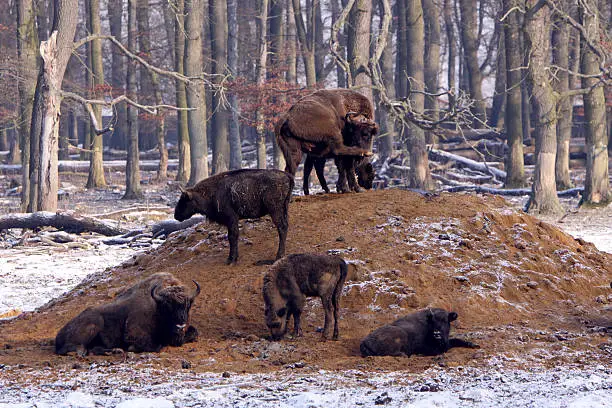 European bisons in winter