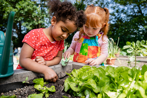 A close up low-angle view of two little girls getting to grips with the seedlings in the school garden. They have prepared the soil and are ready to plant the new seedlings in the raised beds.