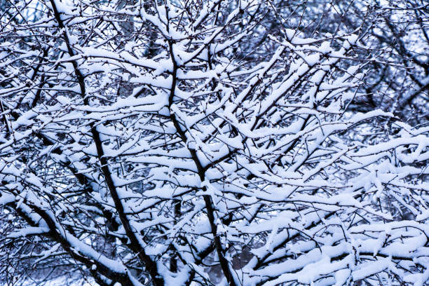 istock Winter is back winter landscapes Ukraine 1340274891