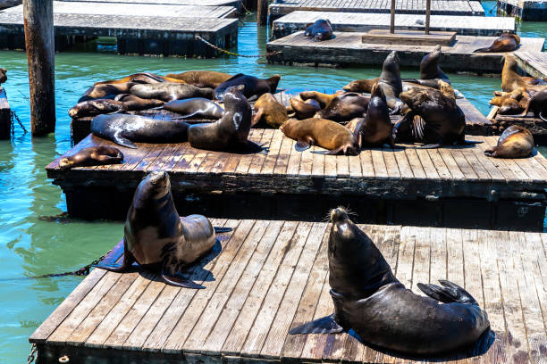 istock Sea lions at Pier 39 in San Francisco 1340277284