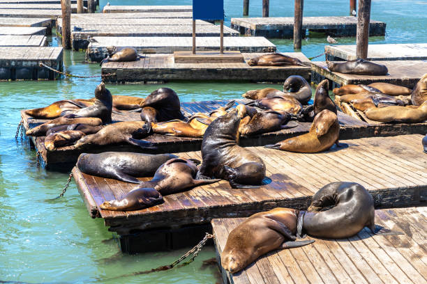 istock Sea lions at Pier 39 in San Francisco 1340277344