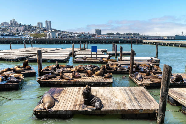 istock Sea lions at Pier 39 in San Francisco 1340277482