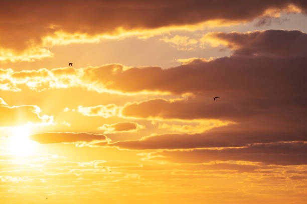 istock Sunset dramatic sky clouds with sunbeam and flying birds 1340277875