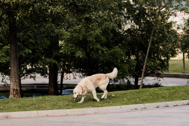istock Golden retriever dog in a park 1340277889