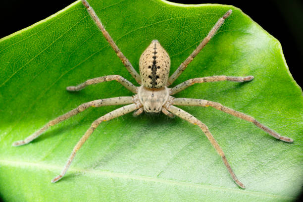 Huntsman Spider - Bilder und Stockfotos - iStock