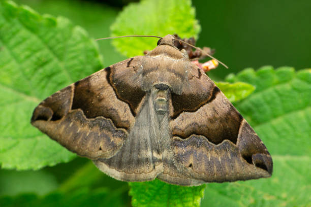 istock Sturniids moth, Othorene species, Satara, Maharashtra, India 1340280006