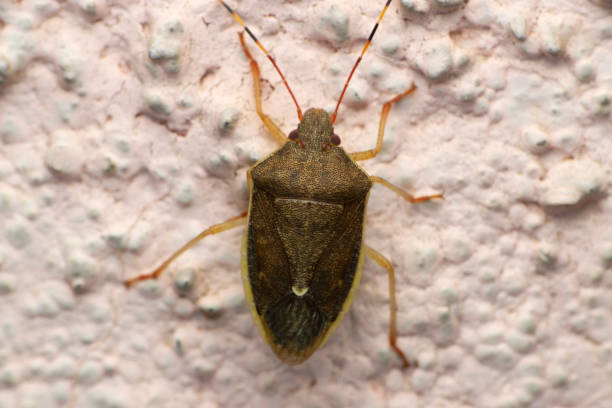 istock Grey stink bug species, Satara, Maharashtra, India 1340280065
