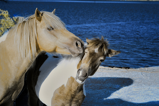 Camargue Horse, Adult and Young playing, Saintes Marie de la Mer in The South of France
