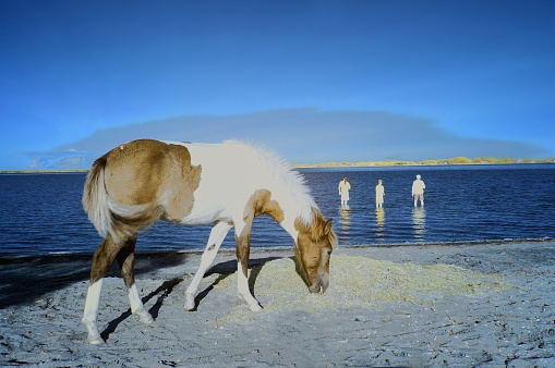 An other worldly image in IR, three people standing in the water looking out to an island while an assateague pony stallion grazes on the beach
