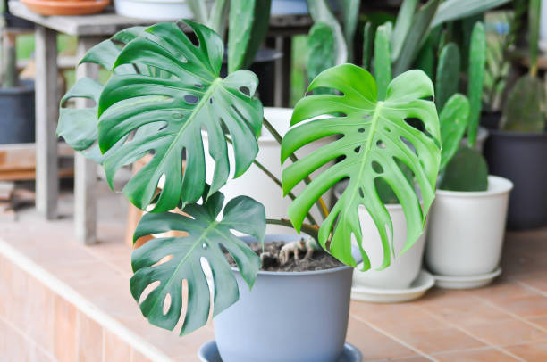 istock Monstera, Herricane plant or Swiss cheese 1340282252