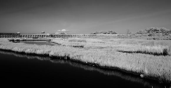 A nature boardwalk, life of the marsh, in the assateague island national seashore shot in IR and converted