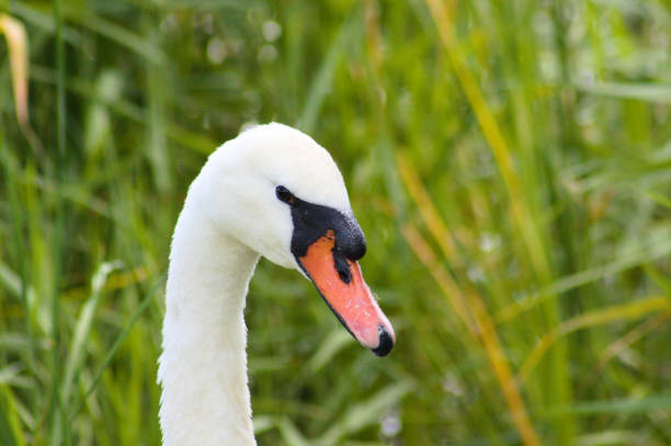 istock White swan head side close-up view with blurry plants in background 1340284229