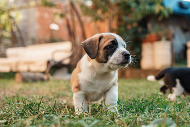 istock Mixed-breed puppy, having an adventurous day in the backyard 1340284410