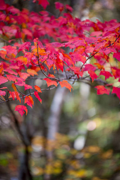 colores de otoño en el parque nacional la mauricie. - the nature conservancy fotografías e imágenes de stock