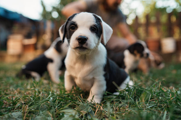 istock Small mixed-breed puppy, looking at camera 1340284488