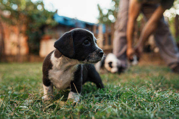 istock Cute puppy looking for his forever owner 1340284501