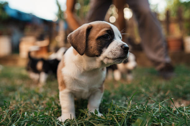 istock Adventurous day for this mixed-breed puppy 1340284503