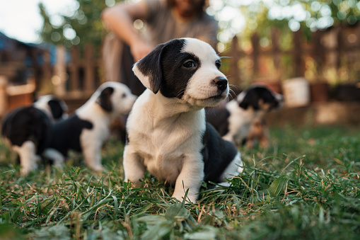 Litter of mixed-breed puppies, exploring the nature at the front or back yard of a dog kennel