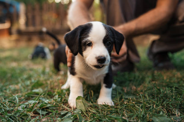 istock Pet owner teaching his mixed-breed puppy how to walk 1340284522