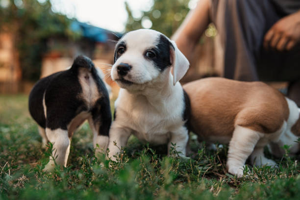istock This litter looking fro their forever home! 1340284549