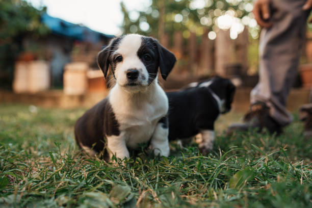 istock Cute little boy, looking for a forever home 1340284579