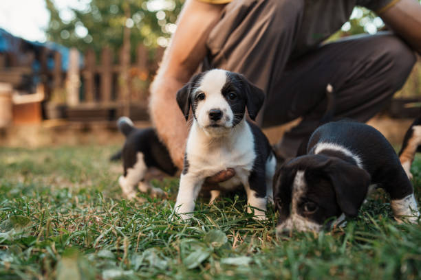 istock This puppies are set up for adoption 1340284602