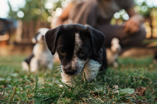 istock Curious mixed-breed puppy, sniffing the grass, in the backyard 1340284606