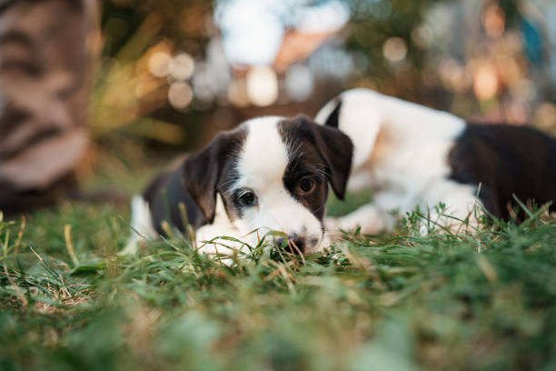 istock He is so perfect puppy 1340284615