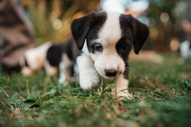 istock Cute mixed-breed puppy exploring the grass 1340284630