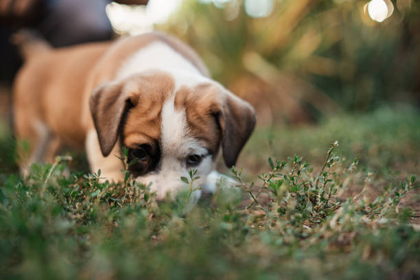 Cute white-brown mixed-breed puppy, having an adventurous day in the backyard