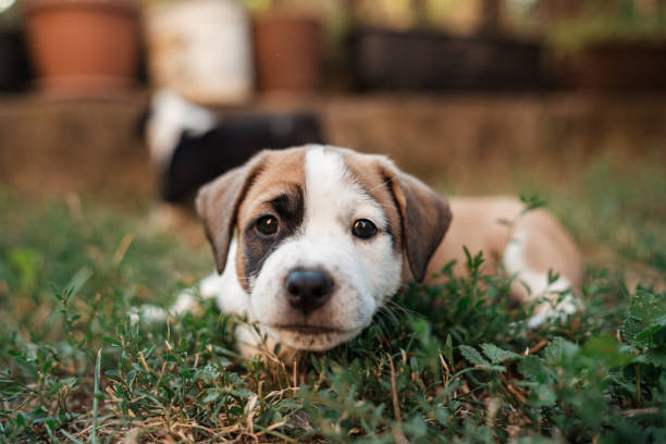 Tired but cute and small mixed-breed puppy, lying in the grass and observing the environment