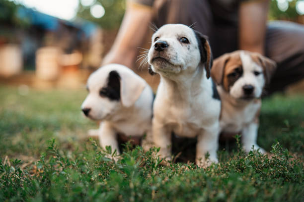 istock Such a cute litter of mixed-breed puppies 1340284733