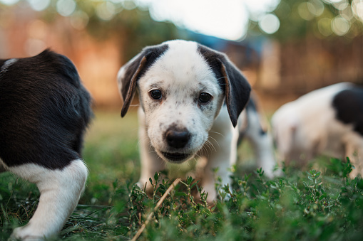 Curious litter of mixed-breed dogs, exploring the nature at the front or backyard, spending the day together