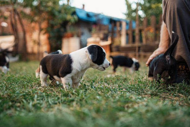 istock Small mixed-breed puppy, having a playful time with brothers from litter 1340284792