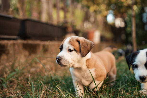 istock Adventurous day for this mixed-breed puppies 1340284862