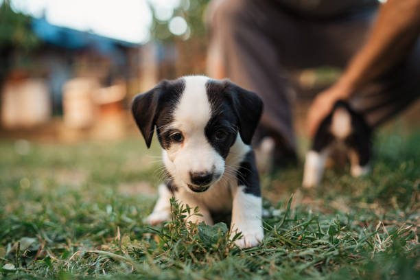 istock White-black mixed-breed puppy, having an outdoor adventure 1340284872