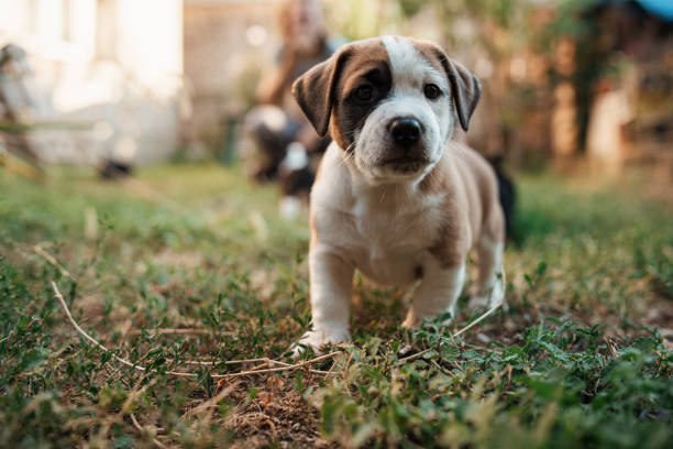 istock Wanna play? Anyone? 1340284904